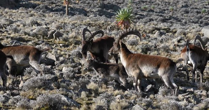 Very rare Walia ibex, Capra walia, one of the rarest ibex in world. Only about 500 individuals survived in Simien Mountains National park in Northern Ethiopia, Africa