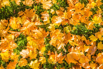 Fallen leaves maple golden yellow leaves in autumn park.