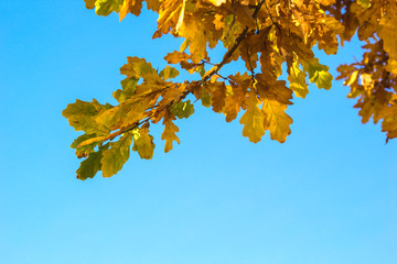Branch of oak with yellow golden autumn leaves on blue sky.