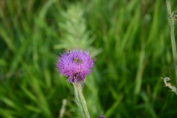 wild thistle flower