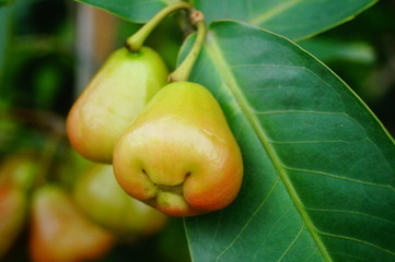 Wax-apple fruit