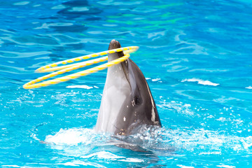 dolphin swim and dancing in the pool with acrobatic rings