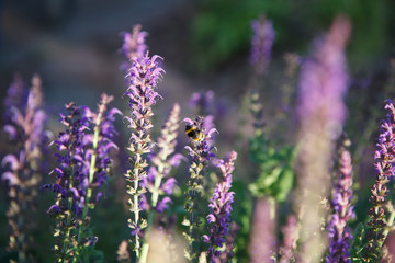 Bumble bee on purple flowers