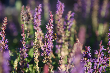 Background wallpaper field violet spring flowers rural landscape