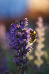 Bumble bee on purple flowers