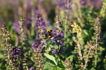 Bumble bee on purple flowers