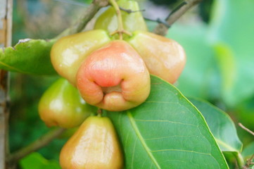 Wax-apple fruit