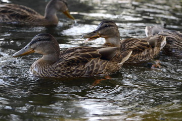 The wild duck bathes in a city reservoir