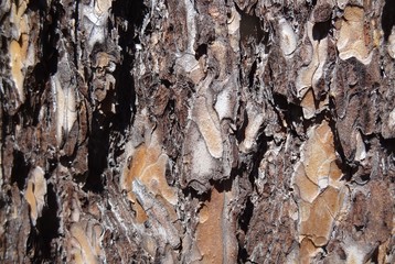 invoice of bark of a pine tree