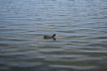duck in water