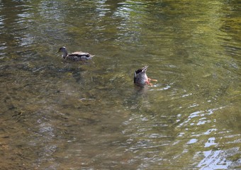 two ducks in a pond