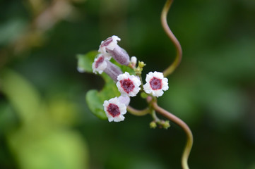 花弁の外側が灰白色、中心部が紅紫色のヘクソカズラ（Paederia...