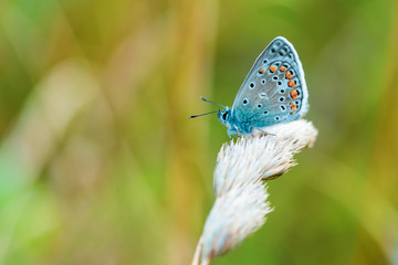 Butterfly sitting on a wisp of grass