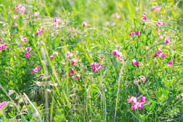 Summer sunny botanical natural floral background with green grass and blooming flowers in the meadow