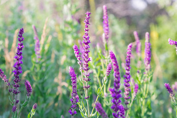 Obraz premium Salvia blooming. Spicy, healing, aromatic plants, flowers and herbs. Alternative medicine, herbal medicine. Scented healing sage. Natural summer sunny floral background
