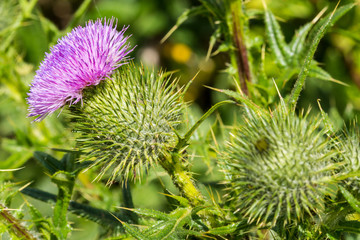 Scottish Thistle Flower in the field