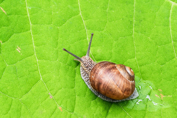 Snail crawling on a green leaf