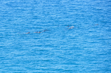 View of dolphins in the water by Dolphin Point in the Noosa National Park in Noosa, Sunshine Coast, Queensland, Australia