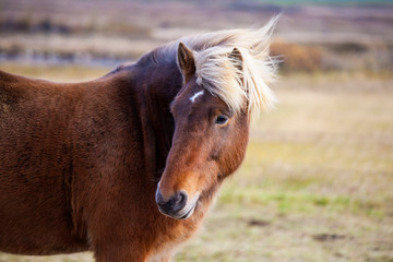Obraz premium Icelandic horse