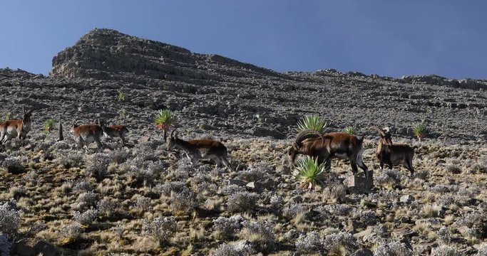 Very rare Walia ibex, Capra walia, one of the rarest ibex in world. Only about 500 individuals survived in Simien Mountains National park in Northern Ethiopia, Africa