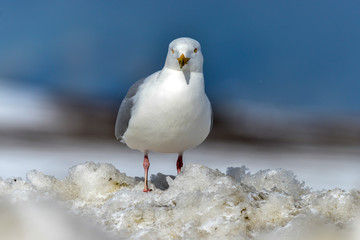 Goéland bourgmestre,.Larus hyperboreus, Glaucous Gull