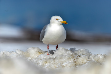 Goéland bourgmestre,.Larus hyperboreus, Glaucous Gull