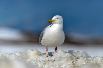 Goéland bourgmestre,.Larus hyperboreus, Glaucous Gull