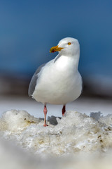 Goéland bourgmestre,.Larus hyperboreus, Glaucous Gull