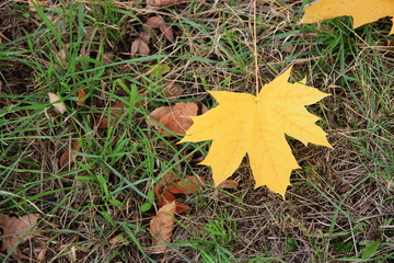 autumn leaf on green grass