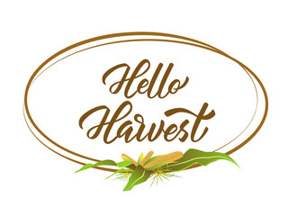 Hello Harvest - hand lettering inscription. Ellipse frame with corn fruits and leaves. White background. Vector illustration.