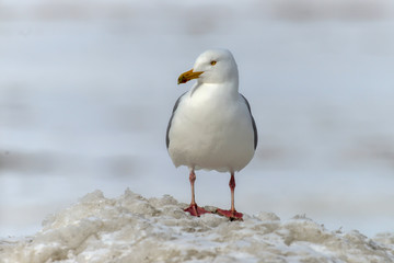Goéland bourgmestre,.Larus hyperboreus, Glaucous Gull