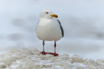 Goéland bourgmestre,.Larus hyperboreus, Glaucous Gull