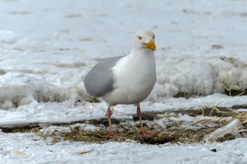 Goéland bourgmestre,.Larus hyperboreus, Glaucous Gull