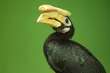 The Palawan hornbill (Anthracoceros marchei), known as Talusi, portraitl.