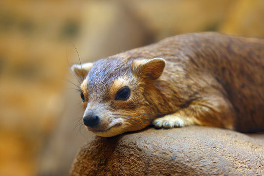 he yellow-spotted rock hyrax or bush hyrax (Heterohyrax brucei) portrait on the stone.
