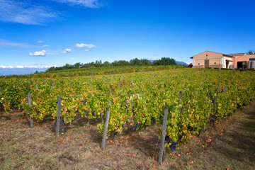 Fototapeta na wymiar Summer rural landscape with vineyards in Tuscany, Italy