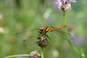 アキアカネ、昆虫イメージ素材