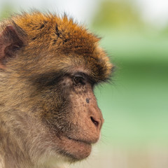 Side Portrait of a Barbary Macaque
