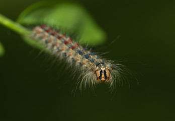 Schwmmspinnerraupe krabbelt über ein Blatt