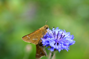 花畑のヤグルマギクを訪れたイチモンジセセリ、茶色、白模様、昆虫イメージ素材