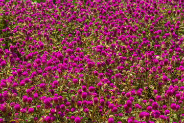 Pink gomphrena globular