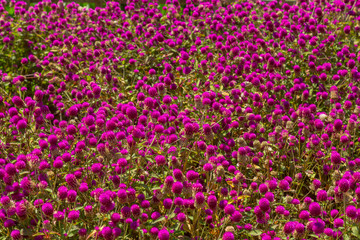 Pink gomphrena globular