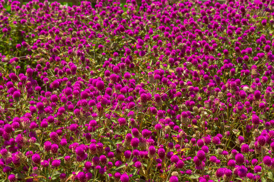 Pink gomphrena globular
