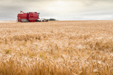 Obraz premium combine harvester in action at sunset