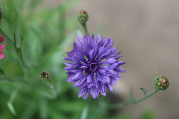 Blue cornflower close up