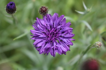 Purple cornflower close up 