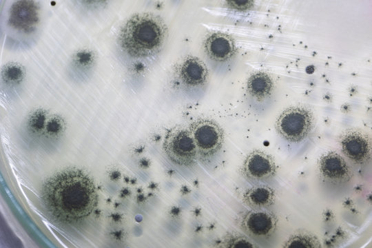 Penicillium, ascomycetous fungi are of major importance in the natural environment as well as food and drug production. 