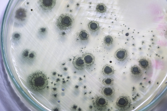 Penicillium, ascomycetous fungi are of major importance in the natural environment as well as food and drug production. 