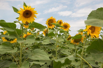 Sunflowers in summer field. Sun holiday nature sunflowers field summer