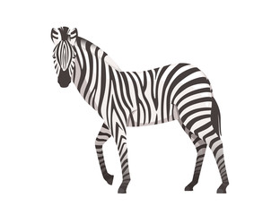 African zebra side view cartoon animal design flat vector illustration isolated on white background